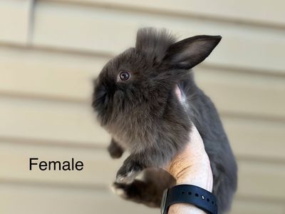 Lionhead Mix Bunnies