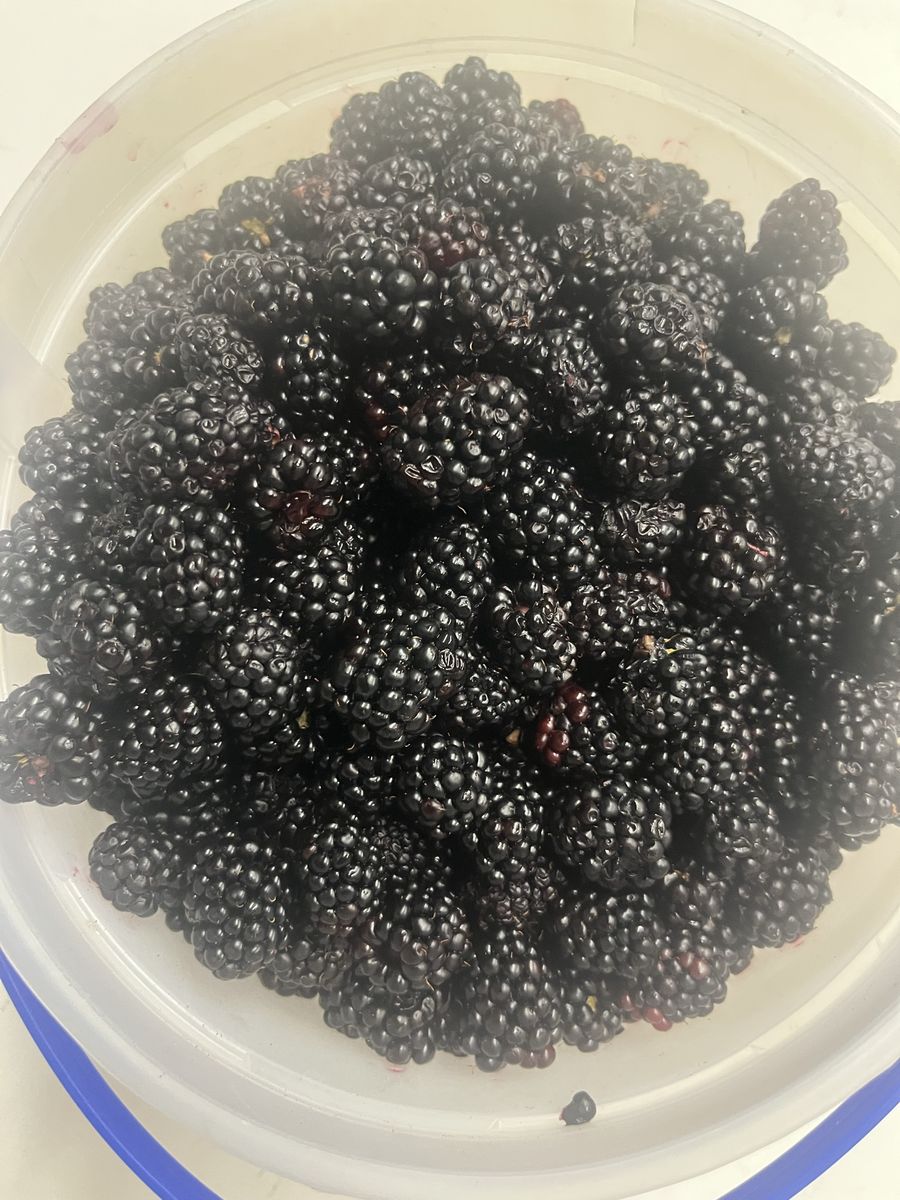 Blackberries