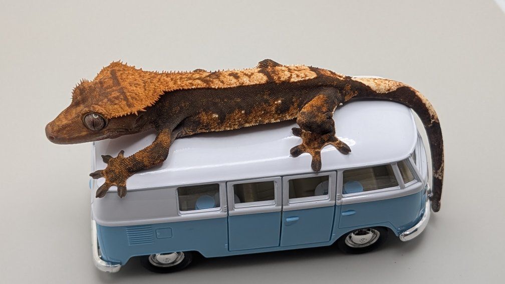 Crested Geckos