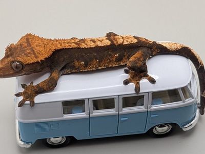 Crested Geckos