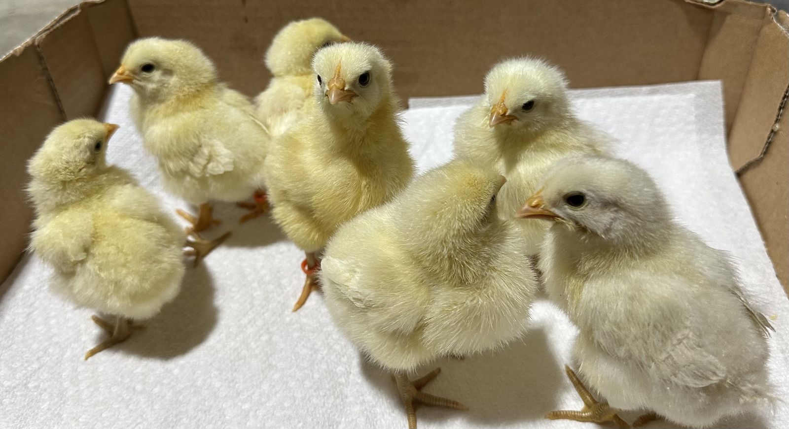 American Bresse Chicks