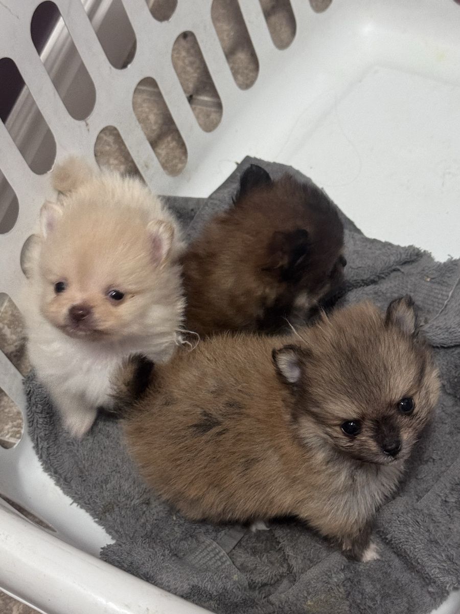 Pomeranian puppies