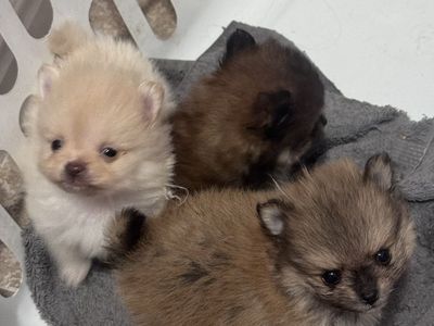 Pomeranian puppies