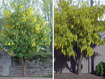 Wanted: Labunum/Golden Train tree branches or whole tree