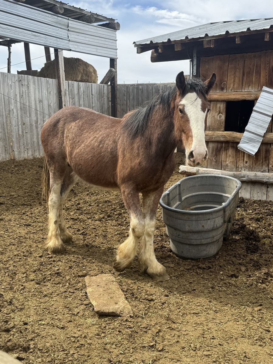 Clydesdale Male