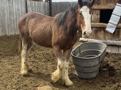 Clydesdale Male