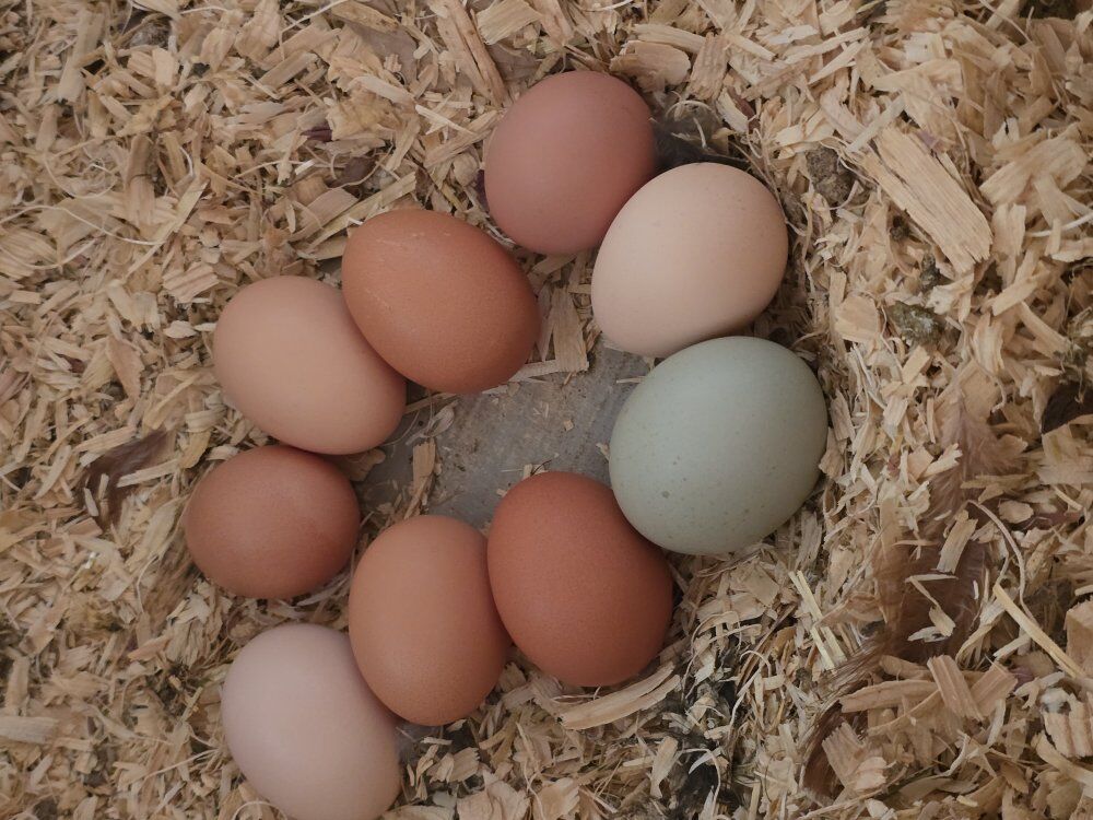 fresh backyard chicken eggs