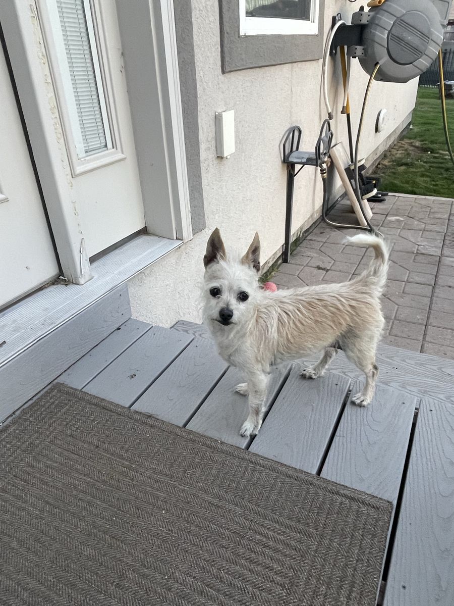 Found female dog