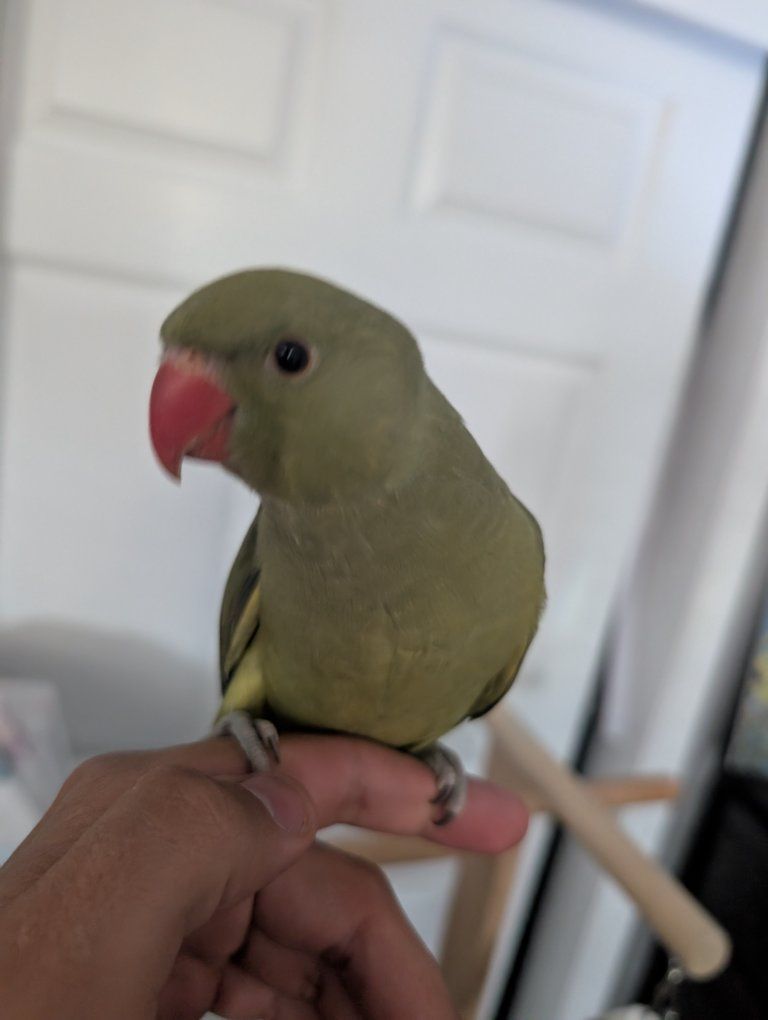 Friendly Green Indian ringneck- Hand-Tamed Pet Bird