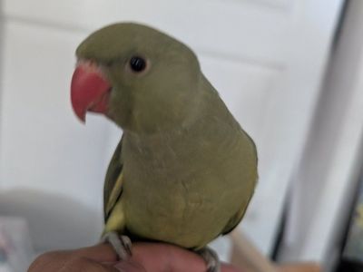 Friendly Green Indian ringneck- Hand-Tamed Pet Bird