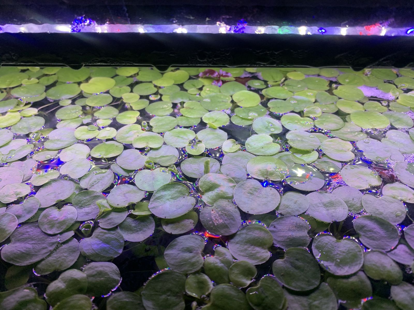 Amazon Frogbit