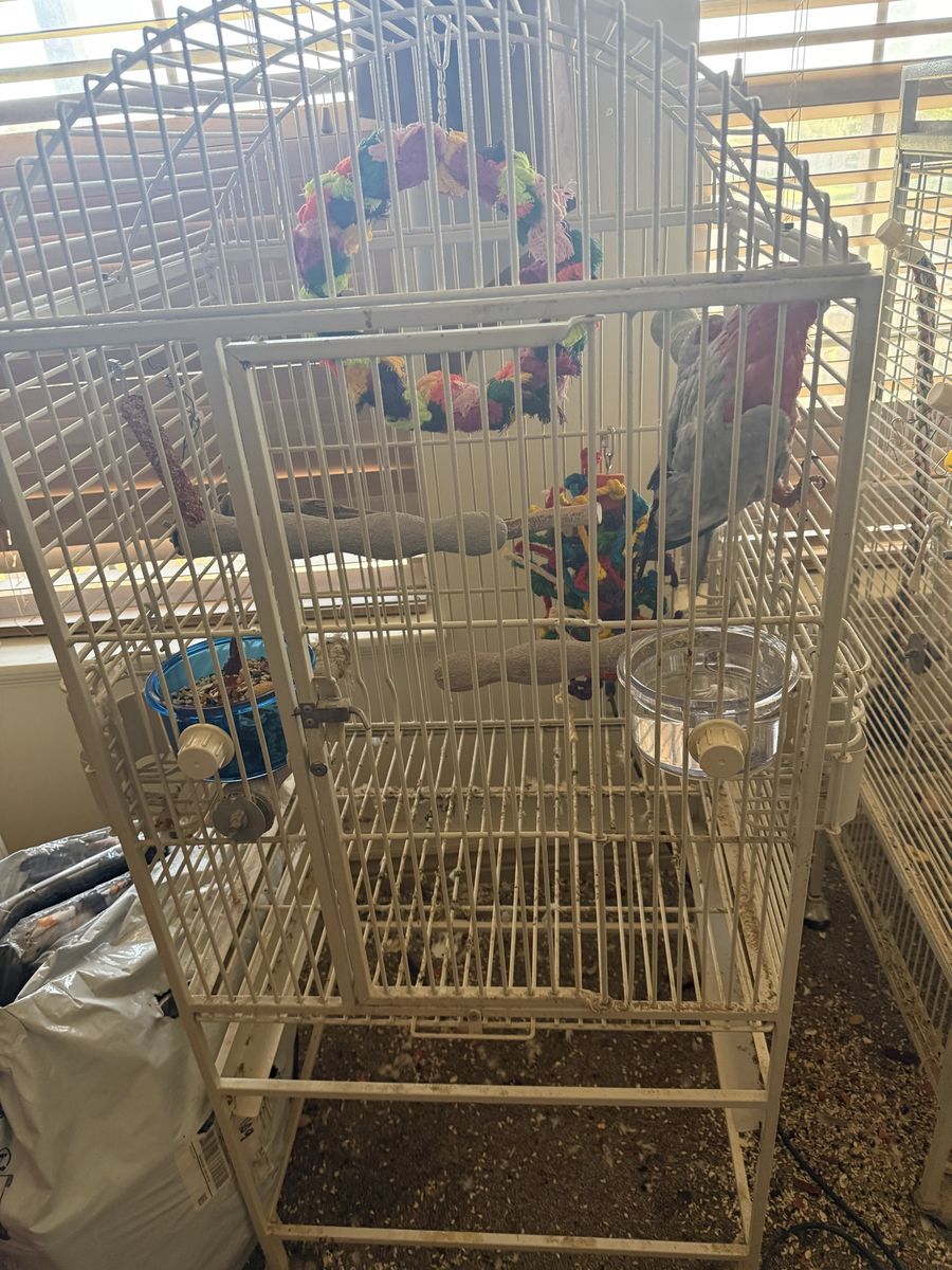 Galah Cockatoo