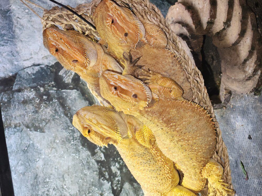 last 4 young Bearded Dragons