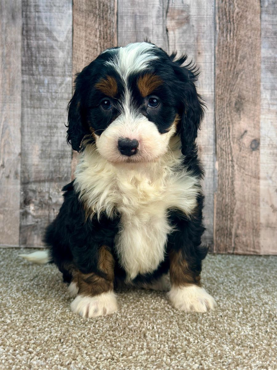 Girl Senna – Tri-Color Mini Bernedoodle ($2000)