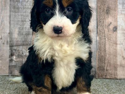 Girl Senna – Tri-Color Mini Bernedoodle ($2000)