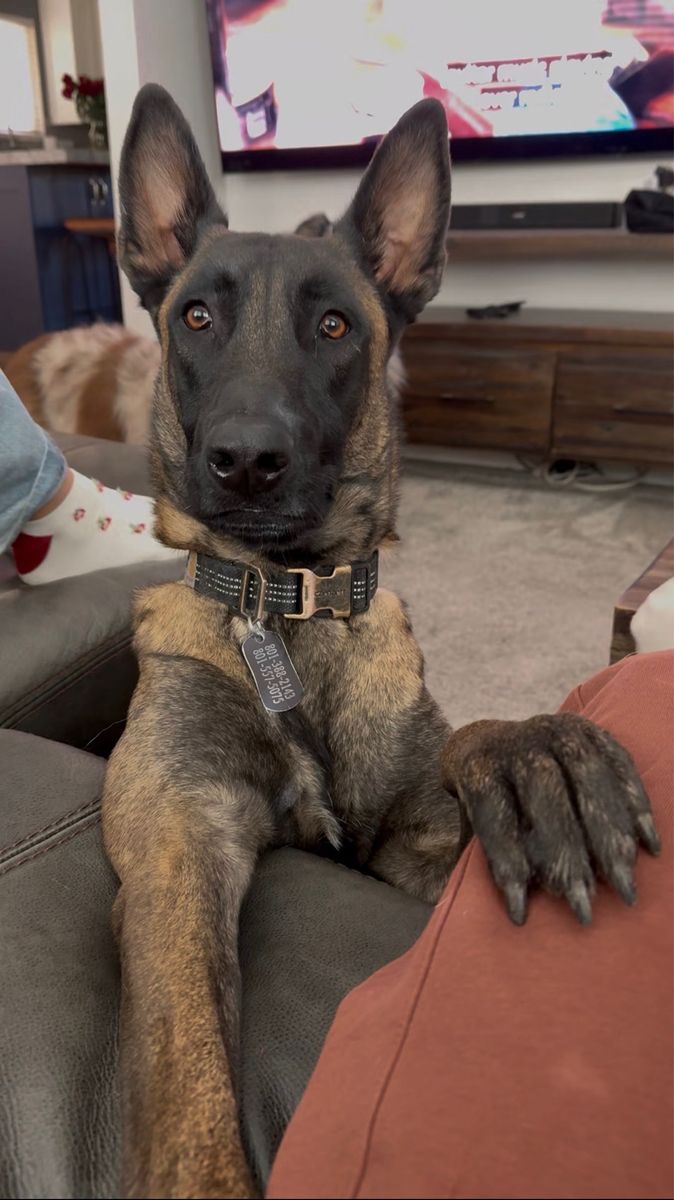 Experienced Home Needed for Belgian Malinois