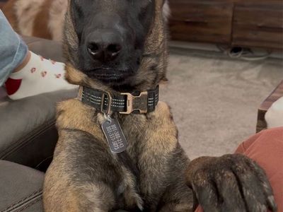 Experienced Home Needed for Belgian Malinois