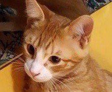 Male kitten 3 months old