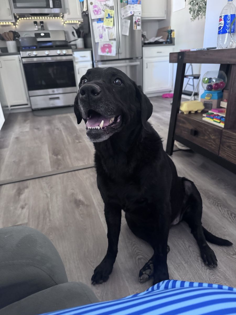 Senior Lab Looking for Someone Home More Often