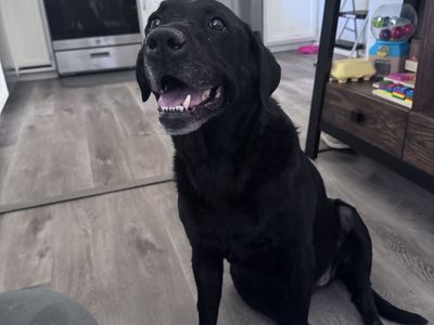 Senior Lab Looking for Someone Home More Often