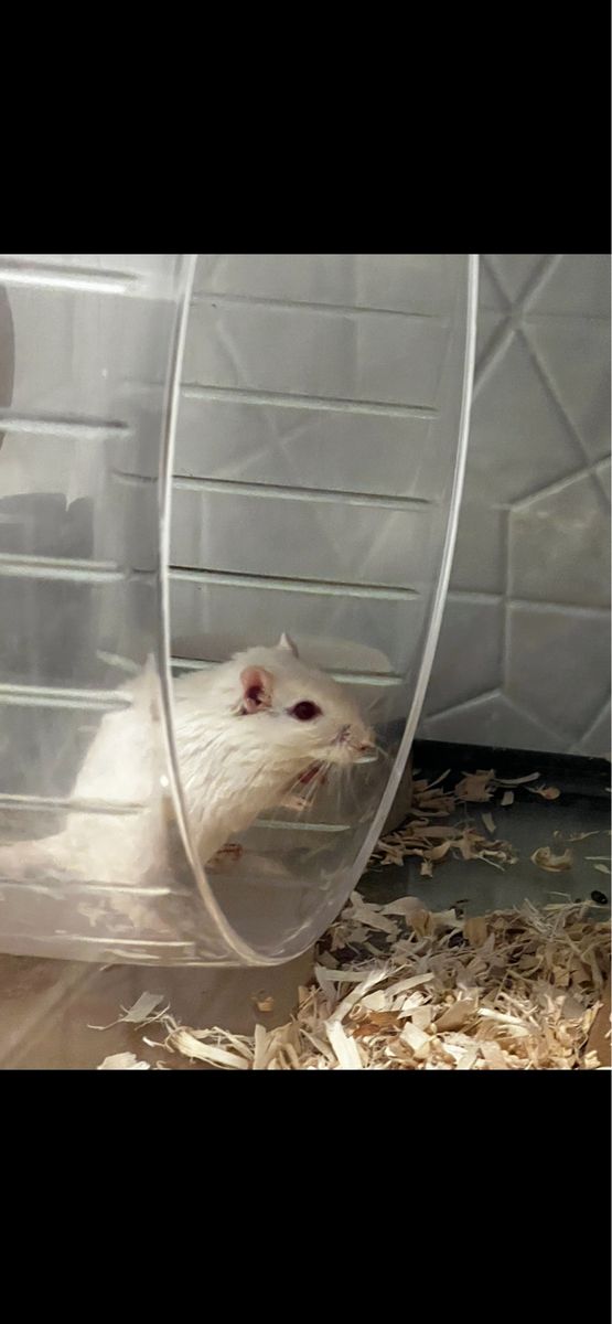 Free male gerbil - 8 months old