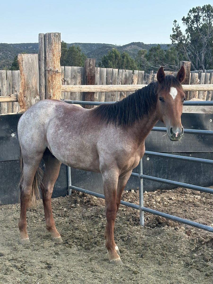 Yearling High Roller Rey stud colt.