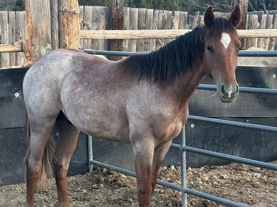 Yearling High Roller Rey stud colt.