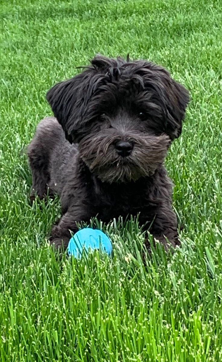 Rehoming 5 month old male Havanese