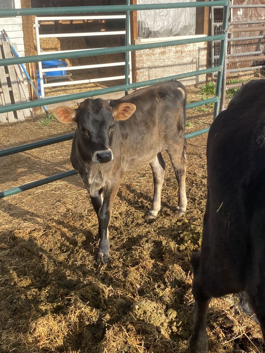 Jersey cross calf
