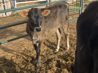 Jersey cross calf