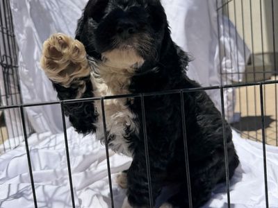 Adorable Cavapoo x Cockapoo Puppies!!