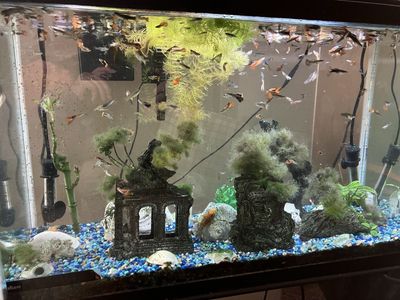 Pretty fantail guppies $1 females $ 1 to $3 for males depending on size. .50 for fry. Or 10 for $7. Location in cache valley.