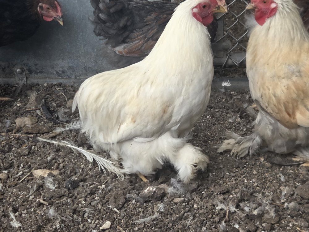 Bantam Cochins