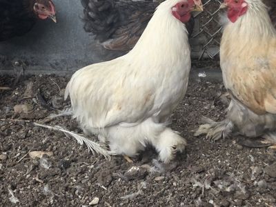 Bantam Cochins