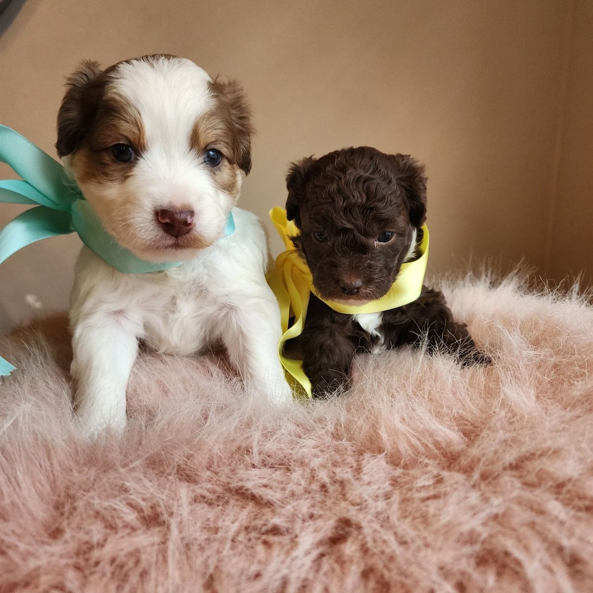 Beautiful cavapoo puppies