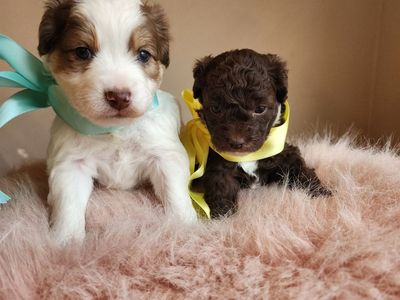 Beautiful cavapoo puppies