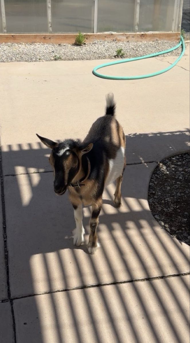 Pygmy goat
