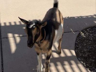 Pygmy goat