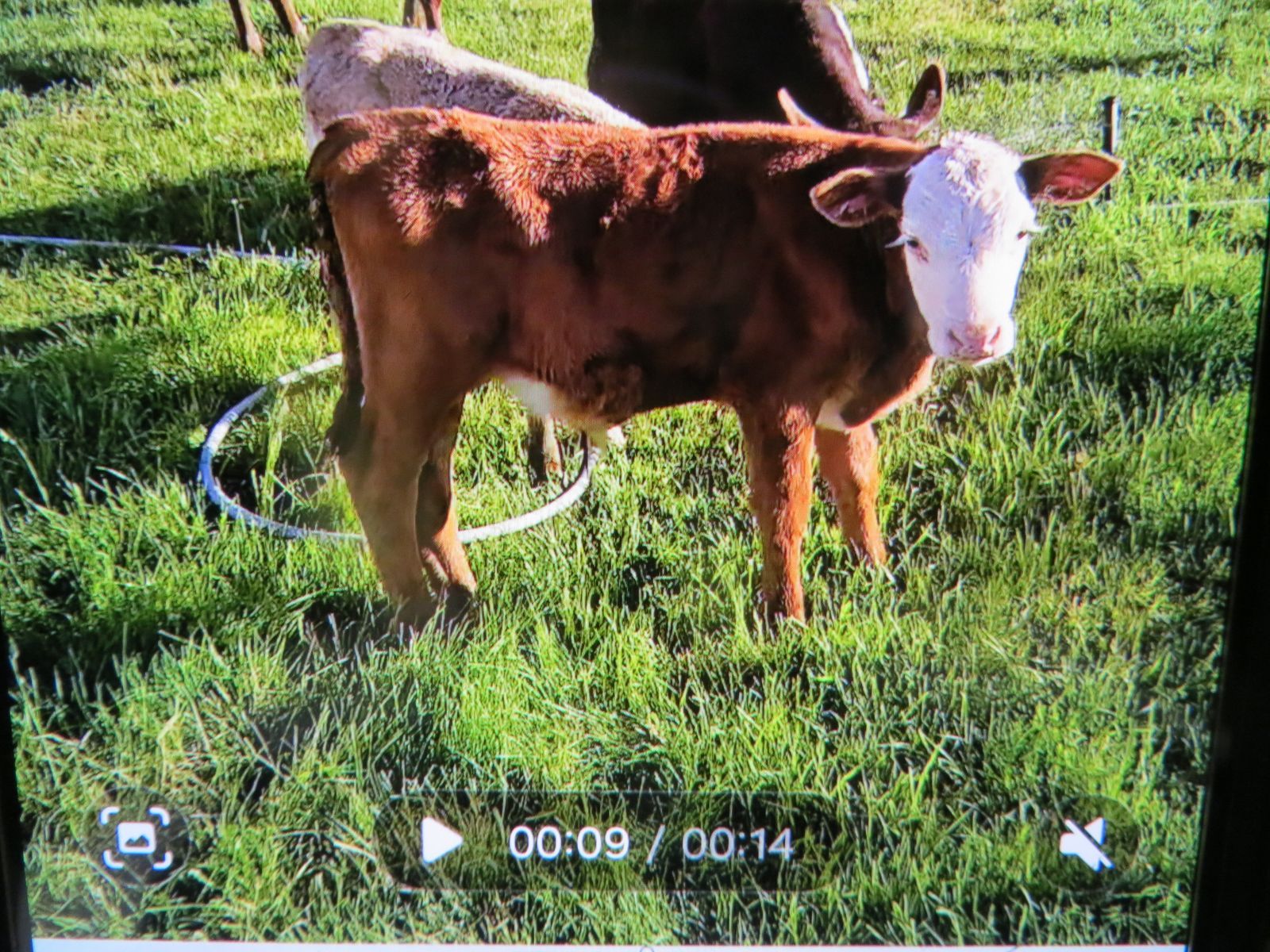 Angus X Hereford Bull Calf
