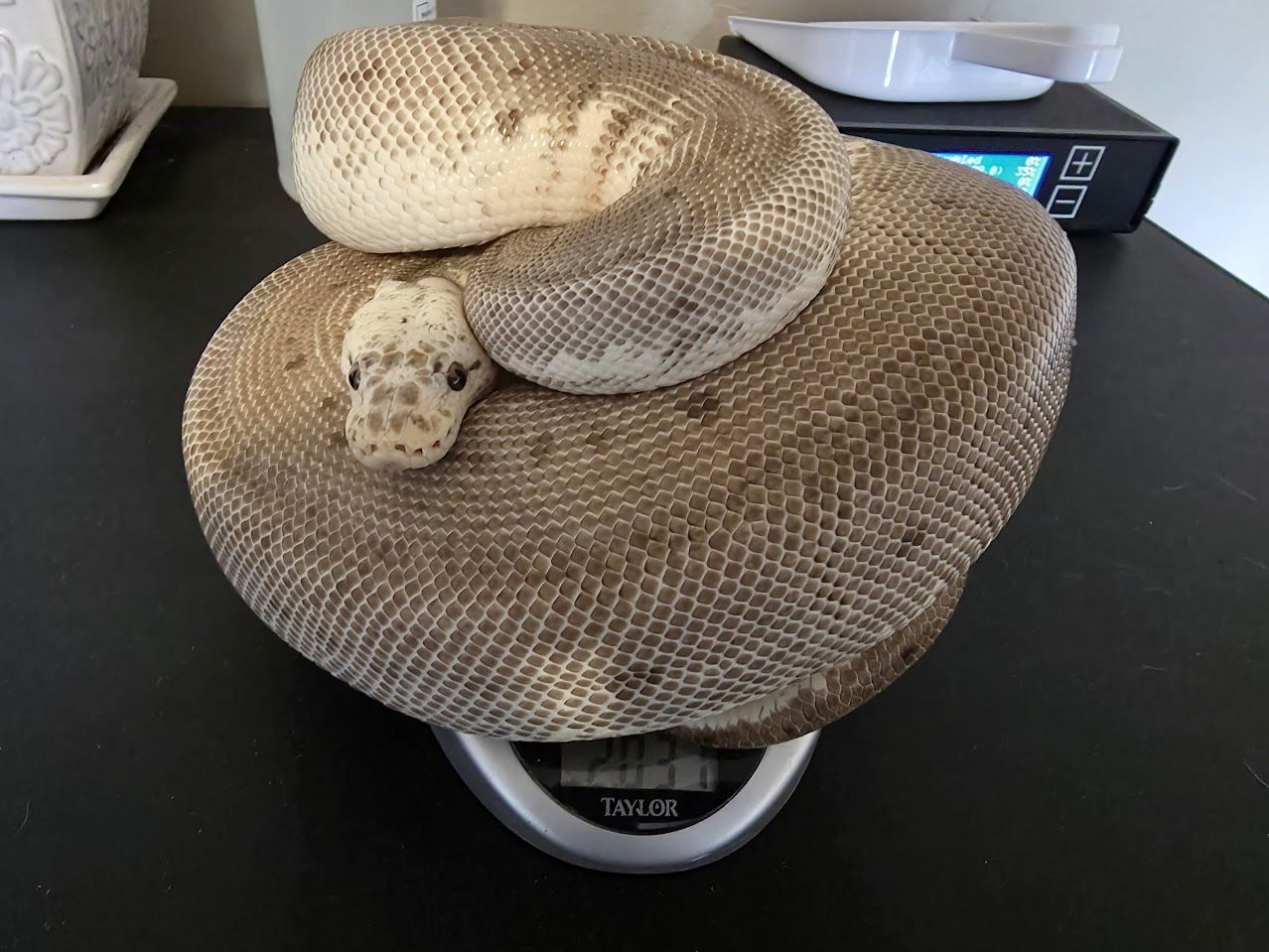Proven Breeding Pair of Ball Pythons - Ready to Breed