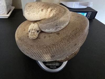 Proven Breeding Pair of Ball Pythons - Ready to Breed