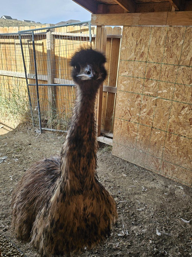 male emu