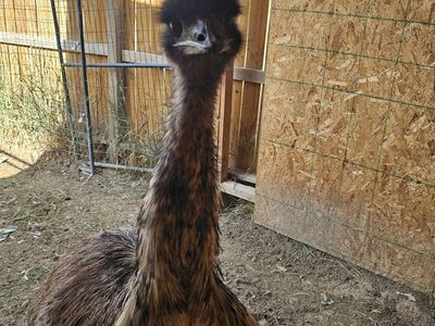 male emu