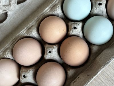 Fresh Chicken Eggs