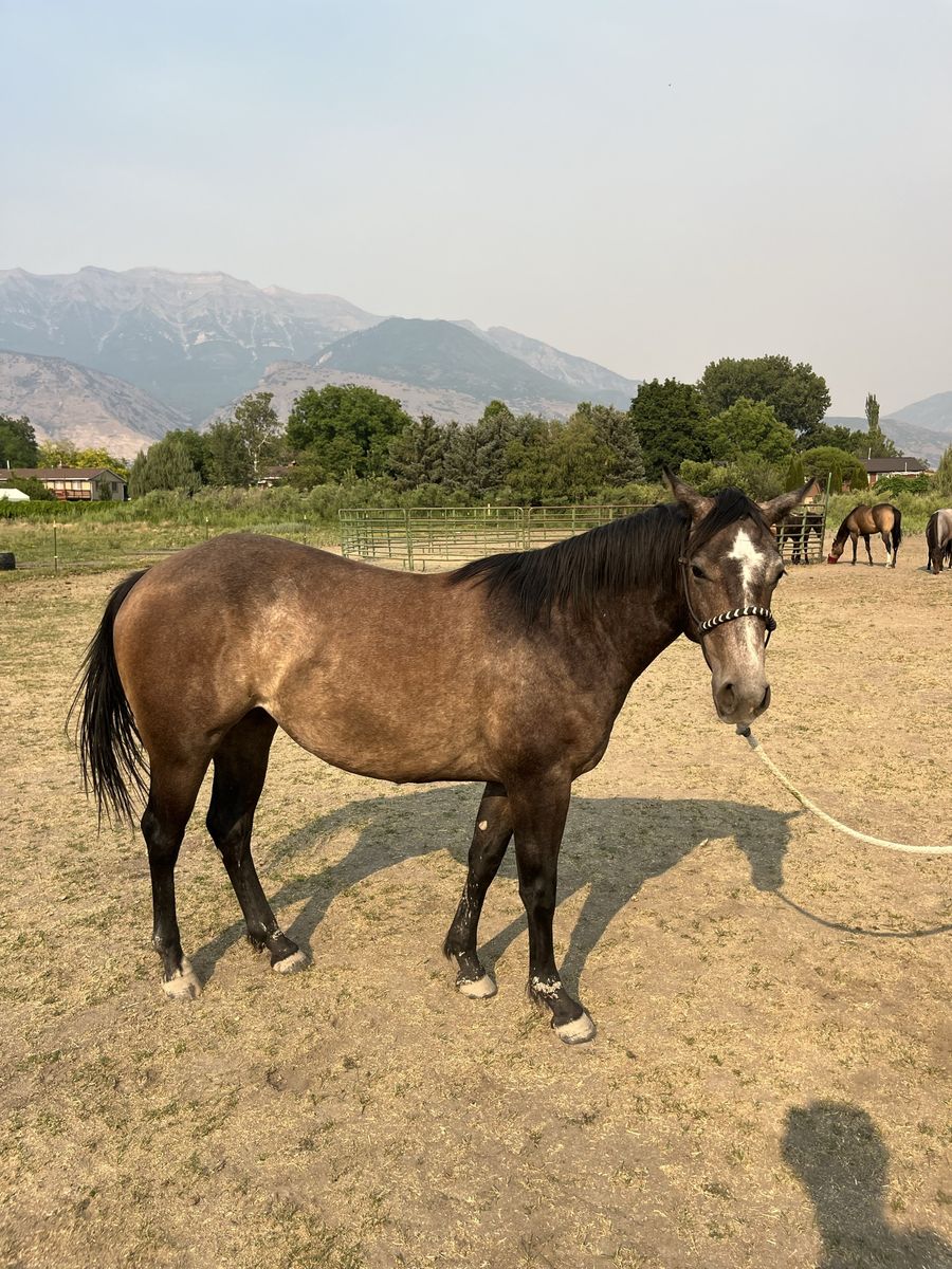 Pretty AQHA 2 Year Old Filly ready to break