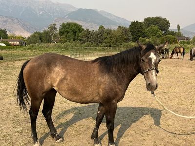 Pretty AQHA 2 Year Old Filly ready to break