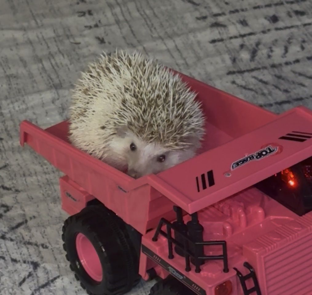Female Hedgehog - Almost 2 Years Old - Includes Cage