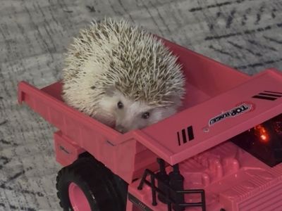 Female Hedgehog - Almost 2 Years Old - Includes Cage