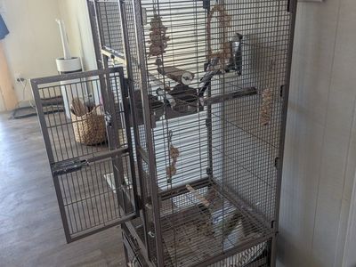 Cockatiel and cage