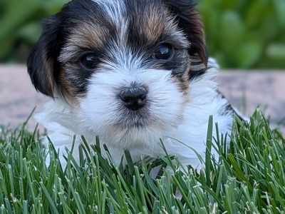 4 Male teacup Morkie puppies